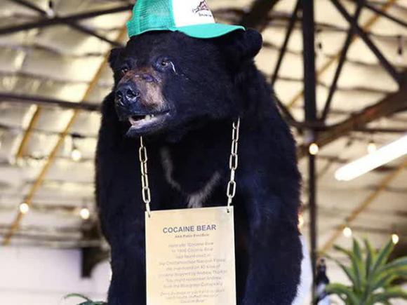 'Cocaine Bear': Chuyện về chú gấu đen đủi ăn hết hơn 30 cân ma túy, những gì xảy ra sau đó đã đi vào huyền thoại