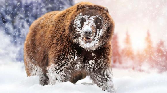 'Cocaine Bear': Chuyện về chú gấu đen đủi ăn hết hơn 30 cân ma túy, những gì xảy ra sau đó đã đi vào huyền thoại