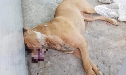 Vụ chó Pitbull cắn chết bạn của chủ: Người nuôi chó có nhiều sở thích kỳ lạ