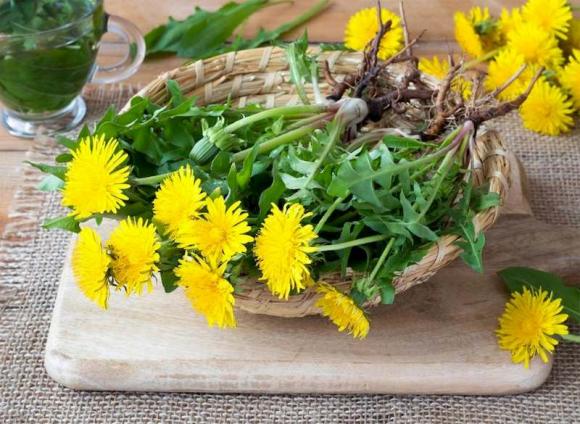 Loại rau dại được ví là 'kháng sinh tự nhiên', điều trị được rất nhiều bệnh nhưng người Việt đang bỏ phí