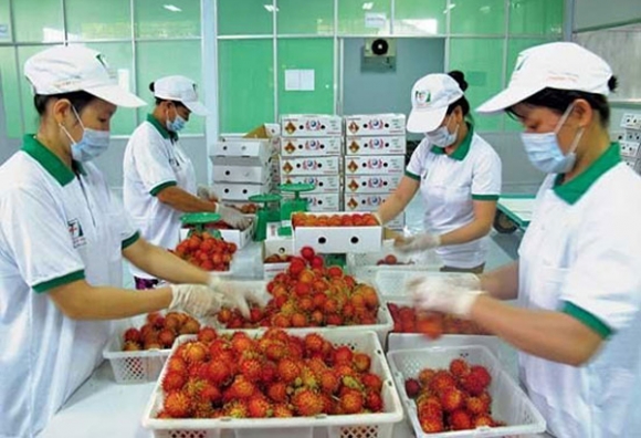 Những loại quả ở Việt Nam rẻ như cho nhưng bán ra nước ngoài gần nửa triệu đồng/kg - Ảnh 2.