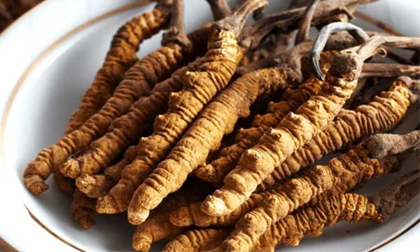 F0 đua nhau mua tổ yến, đông trùng hạ thảo bồi bổ - có nên không? Chuyên gia trả lời