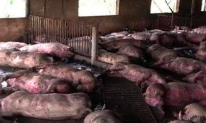 Sét đánh chết đàn lợn 299 con ở Thái Bình