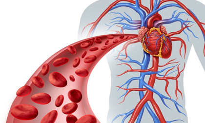 6 thực phẩm 'lọc sạch' mạch máu, ngăn ngừa bệnh tim
