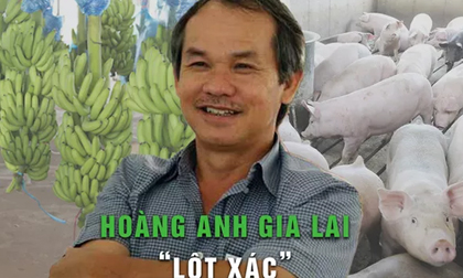 Hoàng Anh Gia Lai bán 82.500 con heo và gần 110.000 tấn chuối, lợi nhuận cao nhất kể từ 2017