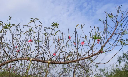 Làng đào Nhật Tân tất bật 'xuống lá' chuẩn bị cho Tết Nguyên đán Quý Mão