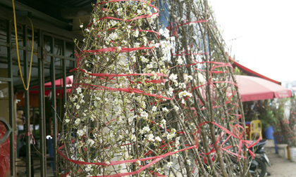 Chỉ bán hoa mỗi dịp Tết ở cổng chợ hoa Quảng Bá, người đàn ông đến từ Bắc Giang thu hàng trăm triệu đồng/năm