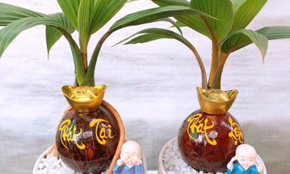 Dừa bonsai mini lạ mắt hút khách dịp Tết Quý Mão
