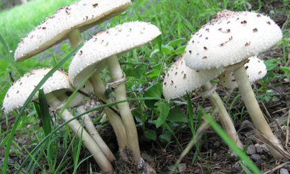 Đã có trường hợp tử vong vì sử dụng nấm độc, cây rừng: Bộ Y tế nhắc tăng cường phòng chống ngộ độc