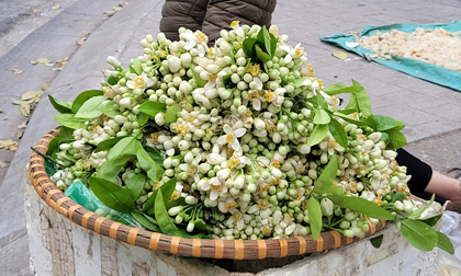 Hoa bưởi đắt ngang hoa nhập ngoại, có giá nửa triệu đồng/kg vẫn đắt hàng