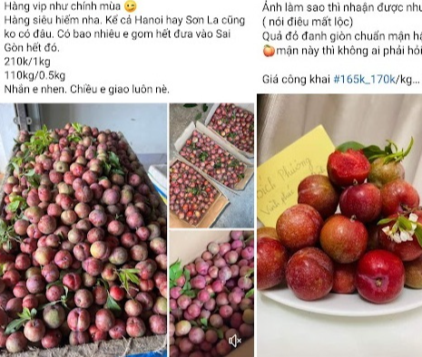 Vì sao mận trái mùa giá đắt gấp 5 lần mận chính vụ vẫn hút khách? - Ảnh 2.
