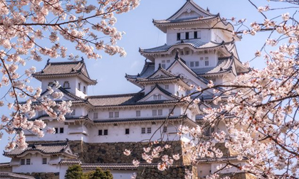 Du lịch Nhật Bản 'nở rộ' nhờ mùa hoa anh đào