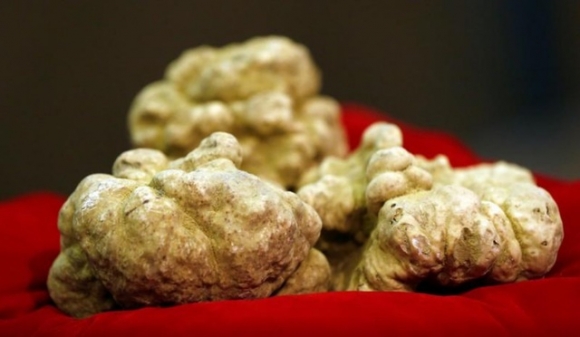 Loại nấm được ví là ‘kim cương ẩm thực’, lọt top thực phẩm đắt nhất thế giới: Có lợi gì cho sức khỏe? - Ảnh 1.