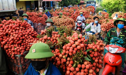 Nhờ trái cây đặc sản, một tỉnh kiếm 6.800 tỷ đồng chỉ trong hai tháng