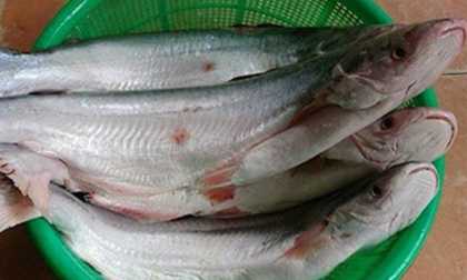 Loại cá là đặc sản Nam Bộ, giá 500.000 đồng/kg, rất ngon và hiếm