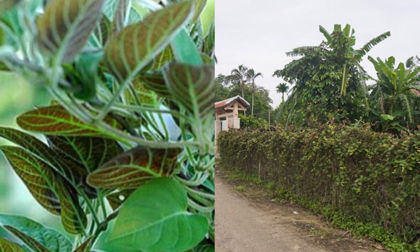 Nghề lạ ở Việt Nam: Trồng loại cây leo hàng rào, nông dân không cần chăm vẫn “hốt bạc”
