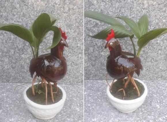 Dừa bonsai độc lạ ‘đắt như tôm tươi’ dịp Tết- Ảnh 1.
