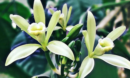 Gia vị đắt thứ 2 thế giới, mỗi năm hoa chỉ nở đúng 1 ngày và Việt Nam đã trồng thành công, giá lên tới 20 triệu/kg 