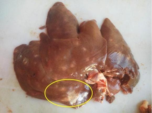 gan lợn, gan heo, kinh nghiệm đi chợ