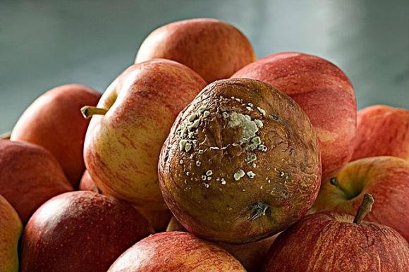 quả thối, tế bào ung thư, quả cau, chuối dấm