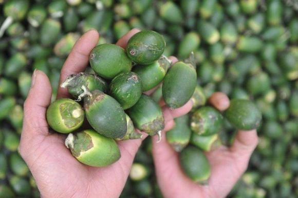 quả thối, tế bào ung thư, quả cau, chuối dấm