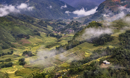 Ngẩn ngơ trước vẻ đẹp Sa Pa mùa lúa chín