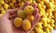 3 loại quả vị chua chát lại là “thuốc” chống ung thư, hạ đường huyết tự nhiên: Ở Việt Nam mọc hoang rất nhiều
